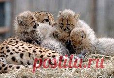 Видеохит: Кот столкнул в бассейн надоедливую собаку / Surfingbird - проводи время с пользой для себя!