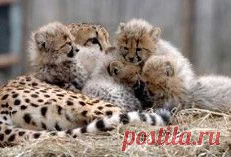 Видеохит: Кот столкнул в бассейн надоедливую собаку / Surfingbird - проводи время с пользой для себя!