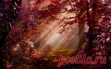 HD Autumn Forest Path Wallpaper | Download Free - 58585