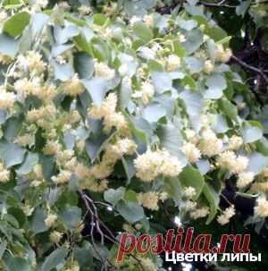 Народные средства профилактики выкидыша