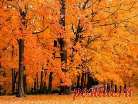 Отговорила роща золотая