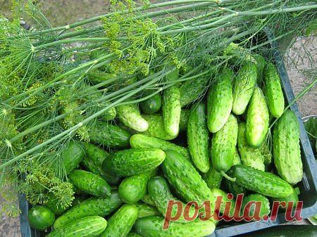 ПОДКОРМКА И ОБРАБОТКА ОГУРЦОВ | Самоцветик