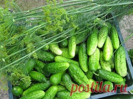 ПОДКОРМКА И ОБРАБОТКА ОГУРЦОВ | Самоцветик