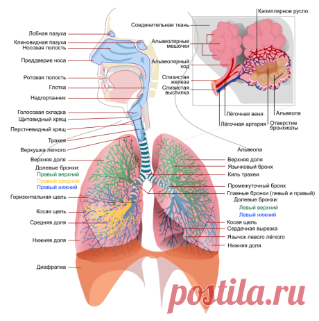 Respiratory system complete ru - Дыхательная система человека — Википедия