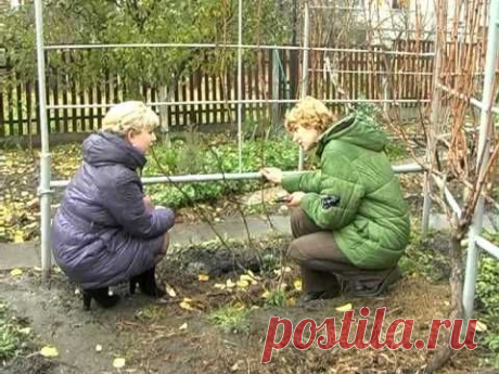 Обрезка винограда 2-3 г. Тетянина садиба 2012
