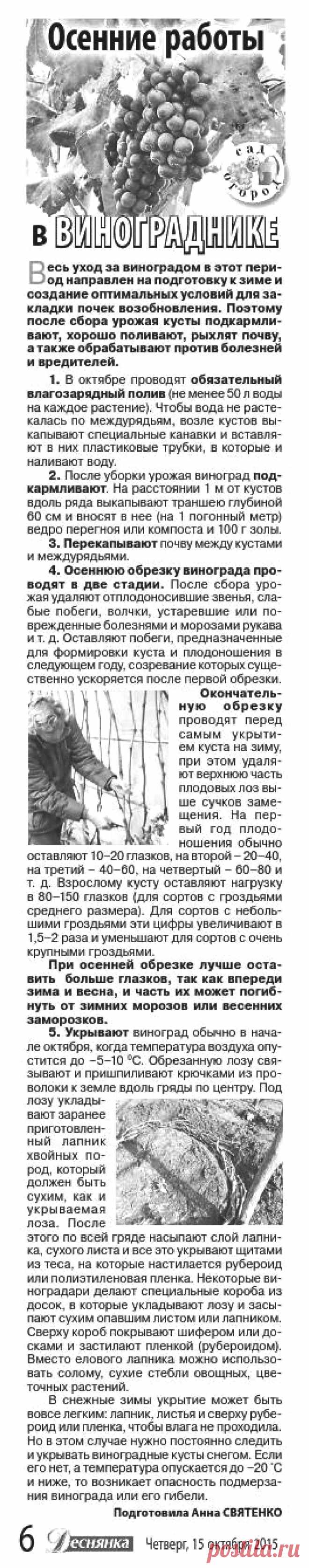 Осенние работы в винограднике