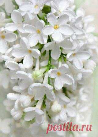 Я люблю ✿ ЦВЕТЫ ✿ | I ♥ Flowers