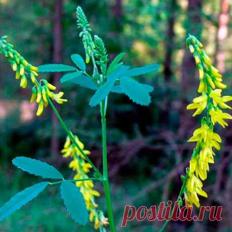 Лекарственное растение Донник (Melilotus officinalis). Двулетнее растение высотой от 30 до 100 см. Листья тройчатые с удлиненными неравно-мернозубчатыми листочками, на которых имеются 8-14 пар боковых жилок. Желтые цветки собраны в кисти длиной 4-10 см. Лодочка короче крыльев. На голых бобах нечетко выраженные поперечные морщинки. Похожий вид - донник высокий (М. altissimus) отличается от донника лекарственного следующими признаками: на листочках 8-14 пар боковых жилок.