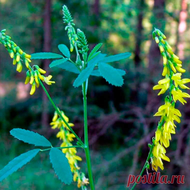 Лекарственное растение Донник (Melilotus officinalis). Двулетнее растение высотой от 30 до 100 см. Листья тройчатые с удлиненными неравно-мернозубчатыми листочками, на которых имеются 8-14 пар боковых жилок. Желтые цветки собраны в кисти длиной 4-10 см. Лодочка короче крыльев. На голых бобах нечетко выраженные поперечные морщинки. Похожий вид - донник высокий (М. altissimus) отличается от донника лекарственного следующими признаками: на листочках 8-14 пар боковых жилок.