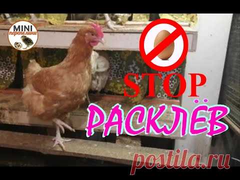 Самый простой и надежный способ борьбы с расклевом яиц. Делаем яйцесборник.