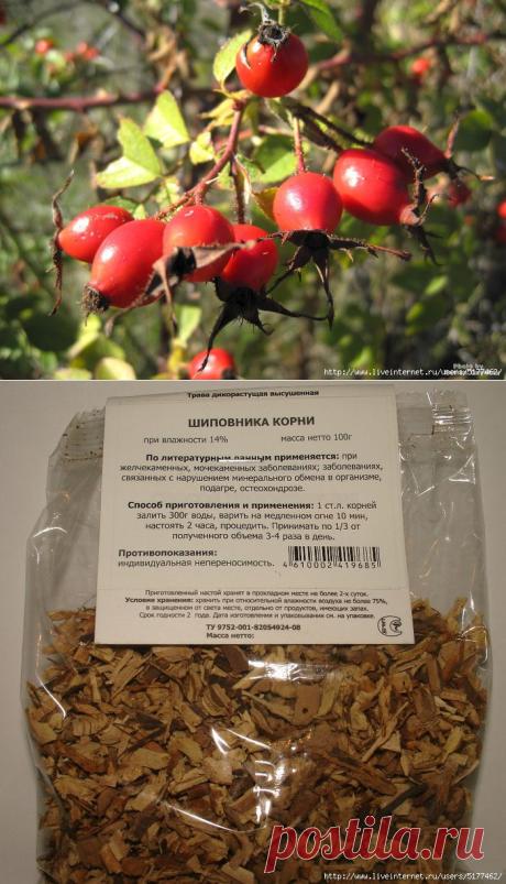 КОРНИ ШИПОВНИКА - СРЕДСТВО ПРОТИВ КАМНЕЙ