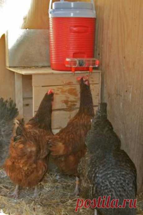 PVC Chicken Waterer