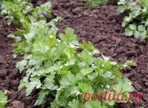 Кинза (Кориандр посевной)