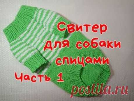 Свитер для собаки спицами, часть 1, Dog sweater spokes, part 1