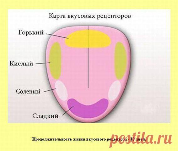 Хозяюшка. Кушать подано! - Полезные таблицы для кухни