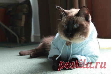 кот-"Я вам нравлюсь"?