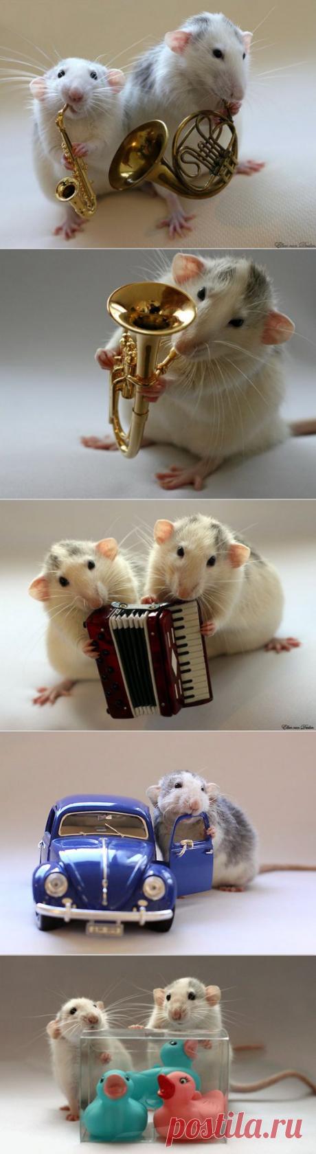 Крысы-артисты в фотоработах Эллен Ван Дилен | Я так вижу