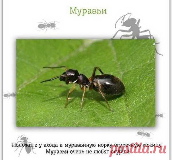 Полезные советы на каждый день