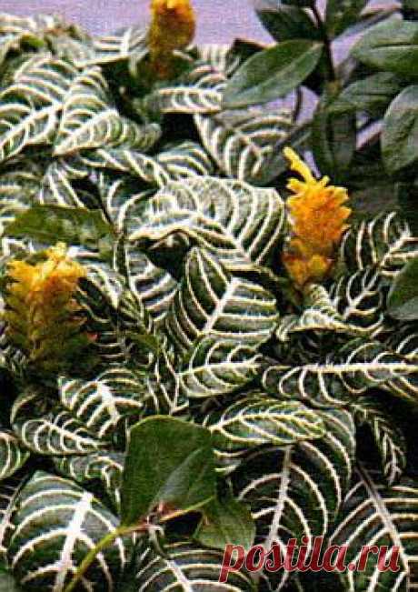 Тропиканка афеландра | Цветы и травы