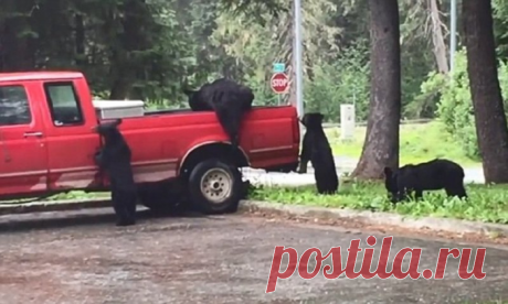Медведи-грабители разграбили пикап на Аляске