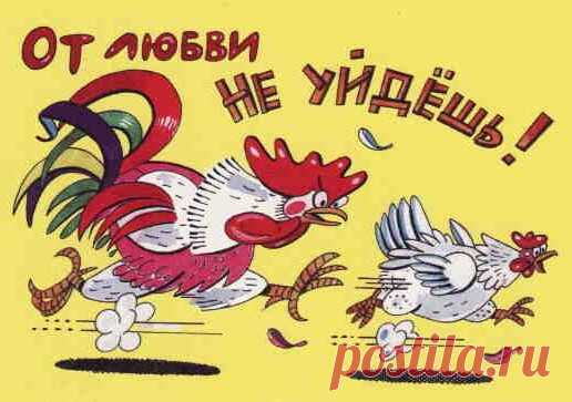 Год Петуха 2017 - Смешные поздравления с Новым годом Петуха 2017 в стихах - Открытки с Новым годом 2017 Петуха - Картинки смешные со стихами с Петухом