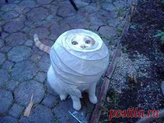 25 котов, которые проиграли так, что даже победили