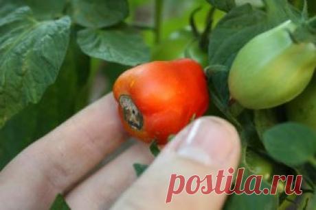 Почему у помидоров почернели попки? 

Помидоры еще толком не начали плодоносить, а от огородников уже поступают жалобы на вершинную гниль. Пока помидоры страдают от нее только в теплицах, но не за горами ее появление и в открытом грунте…