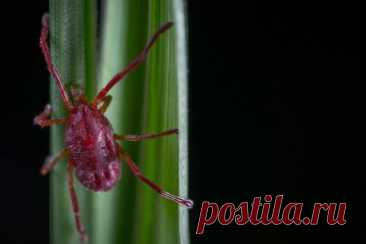 КЛЕЩИ со всего мира: какие болезни могут вызвать эти кровососы?. Не только энцефалит: даже аллергия на мясо! Кровососы со всего мира: каких инфекций следует опасаться?