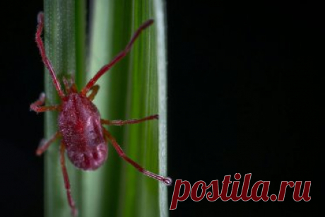 КЛЕЩИ со всего мира: какие болезни могут вызвать эти кровососы?. Не только энцефалит: даже аллергия на мясо! Кровососы со всего мира: каких инфекций следует опасаться?