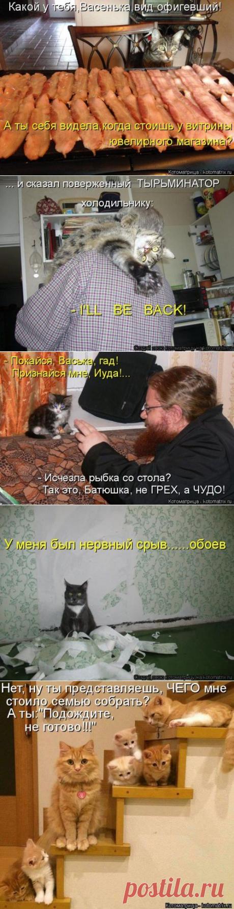 Нервный срыв (котоматрица)