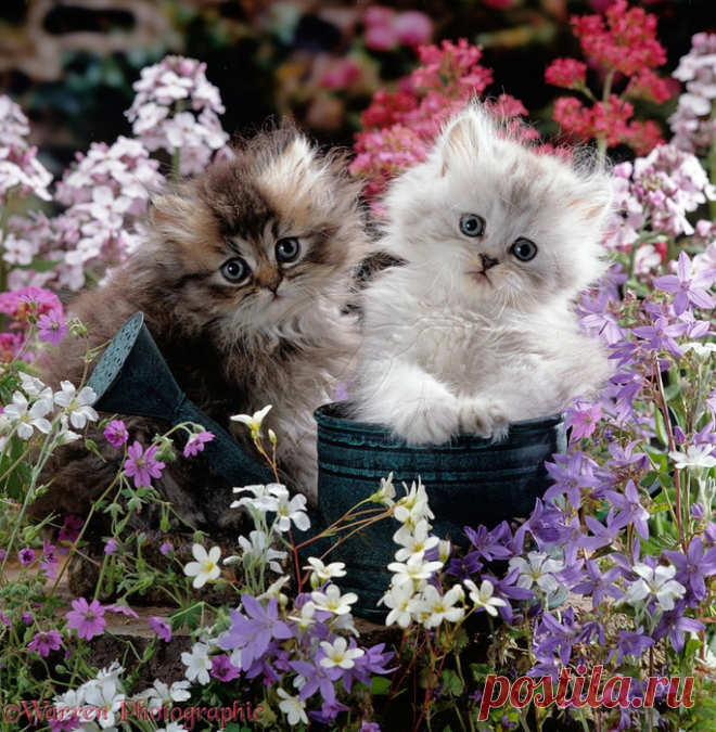 Мой Мир@Mail.Ru
