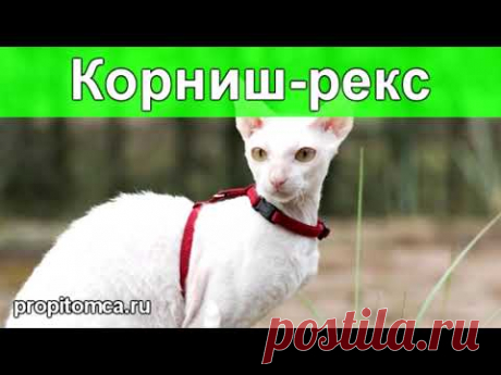 Описание #породы кошек #корниш-рекс - YouTube