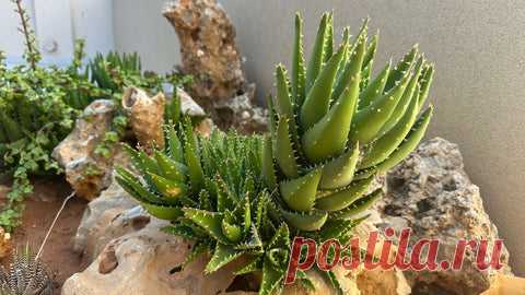 Fermentierte Pflanzenextrakte (FPE): Guide für Grower – Grundstoff