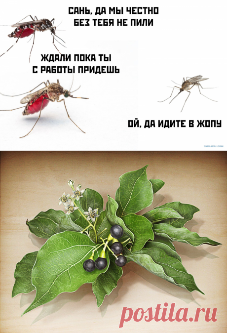 УБОЙНЫЕ АРОМАТЫ ПРОТИВ КОМАРОВ 🦟: amfora555 — ЖЖ