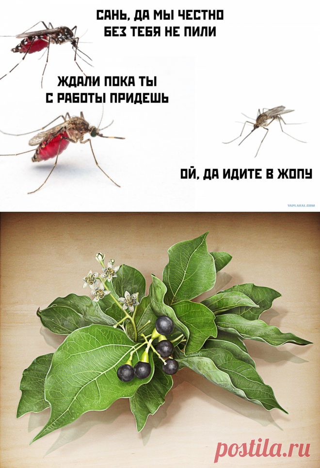 УБОЙНЫЕ АРОМАТЫ ПРОТИВ КОМАРОВ 🦟: amfora555 — ЖЖ
