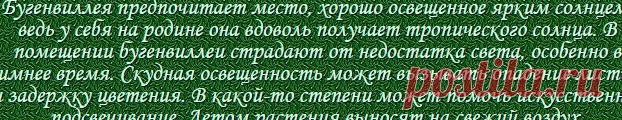 Бугенвиллея (Bougainvillea) - вечнозелёный вьющийся кустарник
