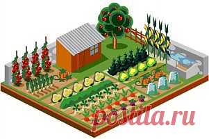 Вершинная гниль – Как лечить помидоры