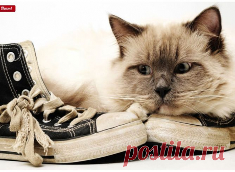 Как избавиться от запаха кошачьей мочи на ковре?