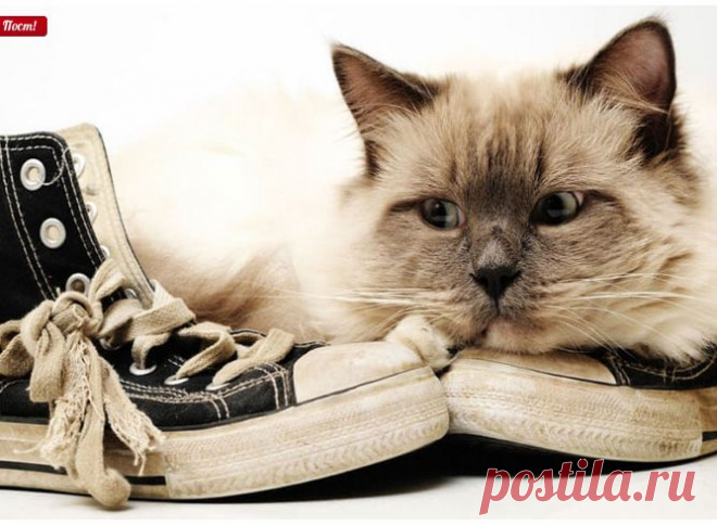 Как избавиться от запаха кошачьей мочи на ковре?