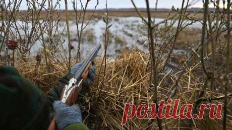 Охотоведы получили разрешение на отстрел медведя в Приморье