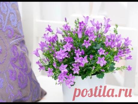 КАМПАНУЛА или КОЛОКОЛЬЧИК домашний. Советы по уходу и размножению