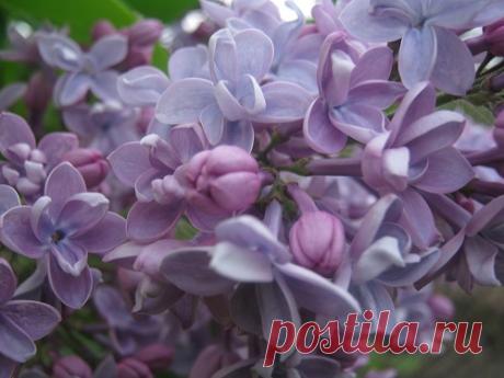 ПЛАН РАБОТ С ЦВЕТАМИ В АВГУСТЕ | Частный Дом