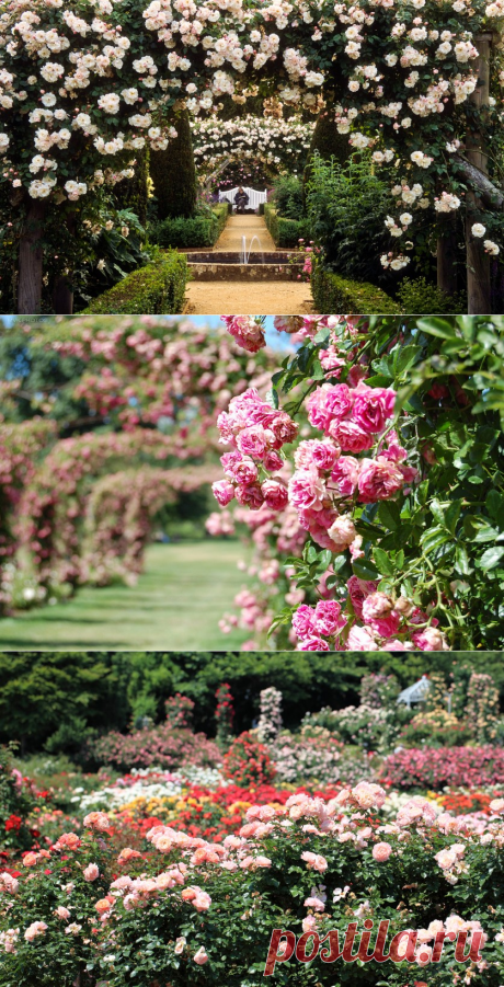 ЖИЗНЬ В РОЗОВОМ ЦВЕТЕ!!! Волшебные кадры из лучших розариев мира |