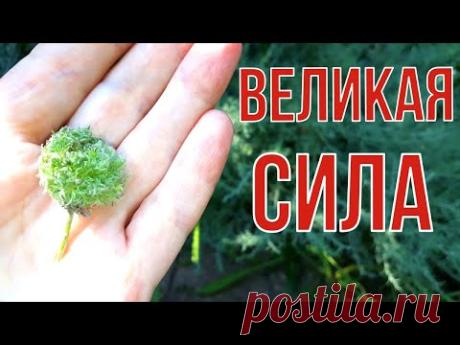 Природный ЛЕКАРЬ. Артрит, ревматизм, суставы, трещины на пятках.