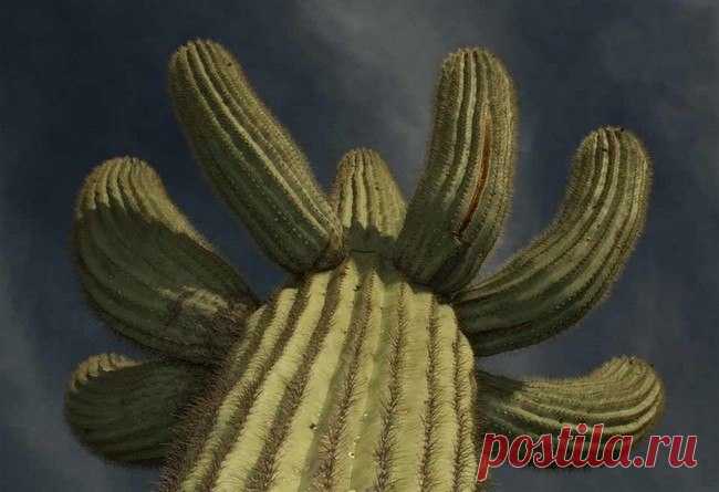 Гигантские кактусы сагуаро в пустыне Сонора - Путешествуем вместе