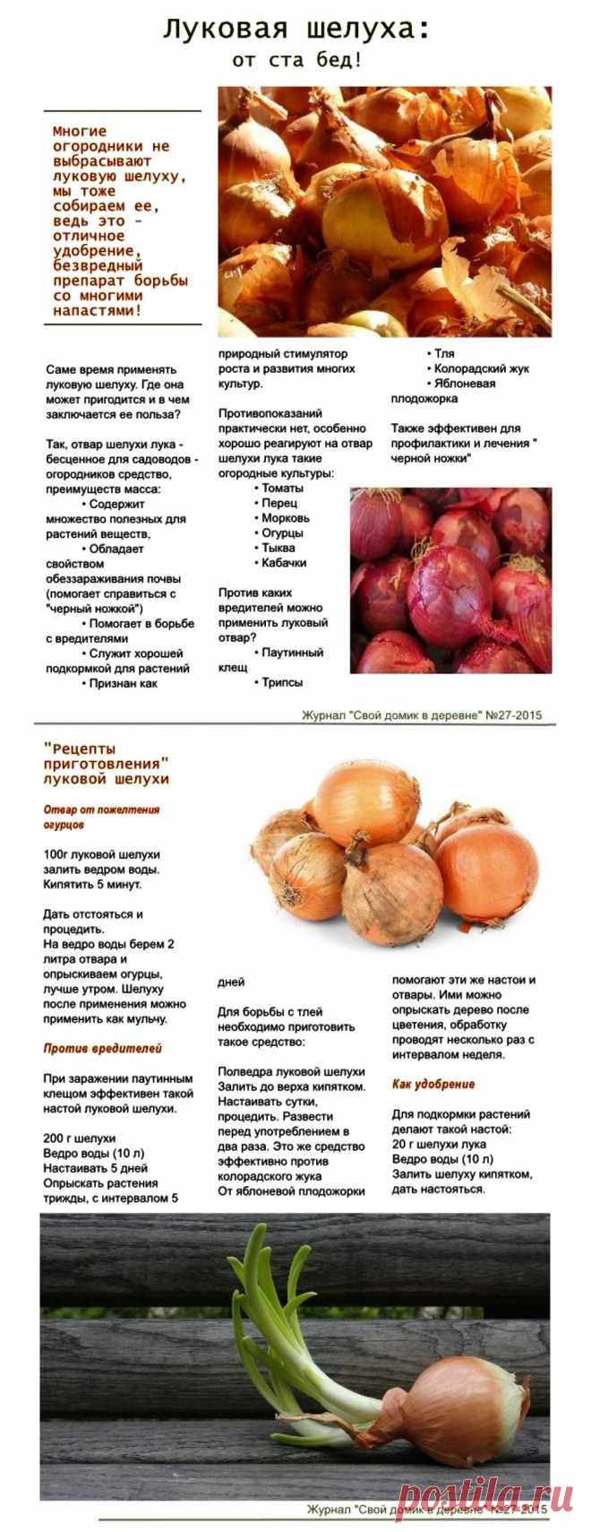 Применение луковой шелухи на даче