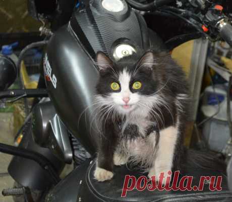 По прозвищу Колбаса
Не было умирающего в подворотне котенка, вообще период ее детства остался для меня загадкой. Только факты: у нее хрипловатый голос, она год не мурлыкала вообще, да и сейчас делает это редко и очень н…