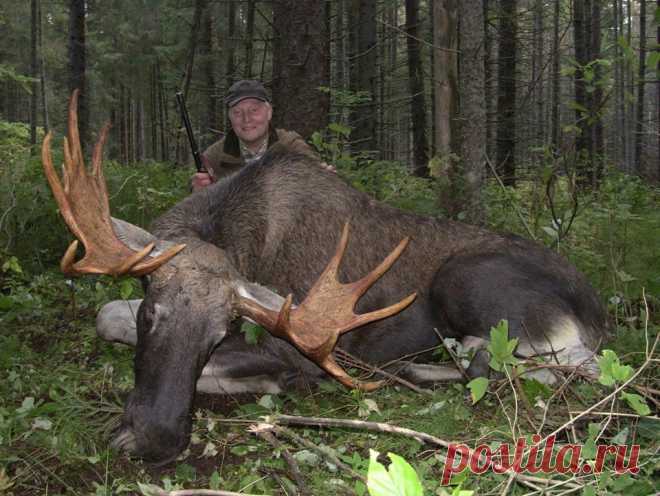 (85) Дорогие друзья! Убедительно просим найти... - Виталий Черняховский