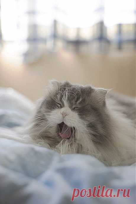 ❤ Blippo.com Kawaii Shop ❤