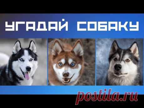 Тест про собак 🌞 Угадай собаку по фото 🙀 Увлекательный тест про животных